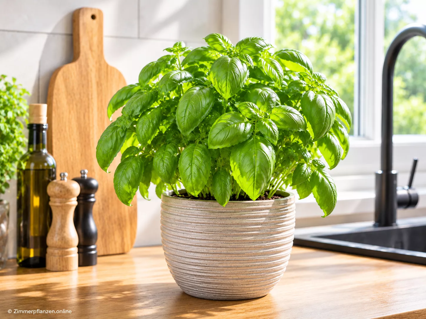 Basilikum (Ocimum basilicum)